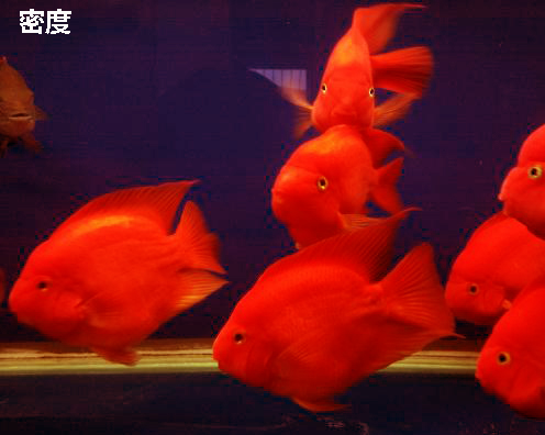 鹦鹉鱼一定要喂饲料才能红吗,鹦鹉鱼吃什么加红饲料好