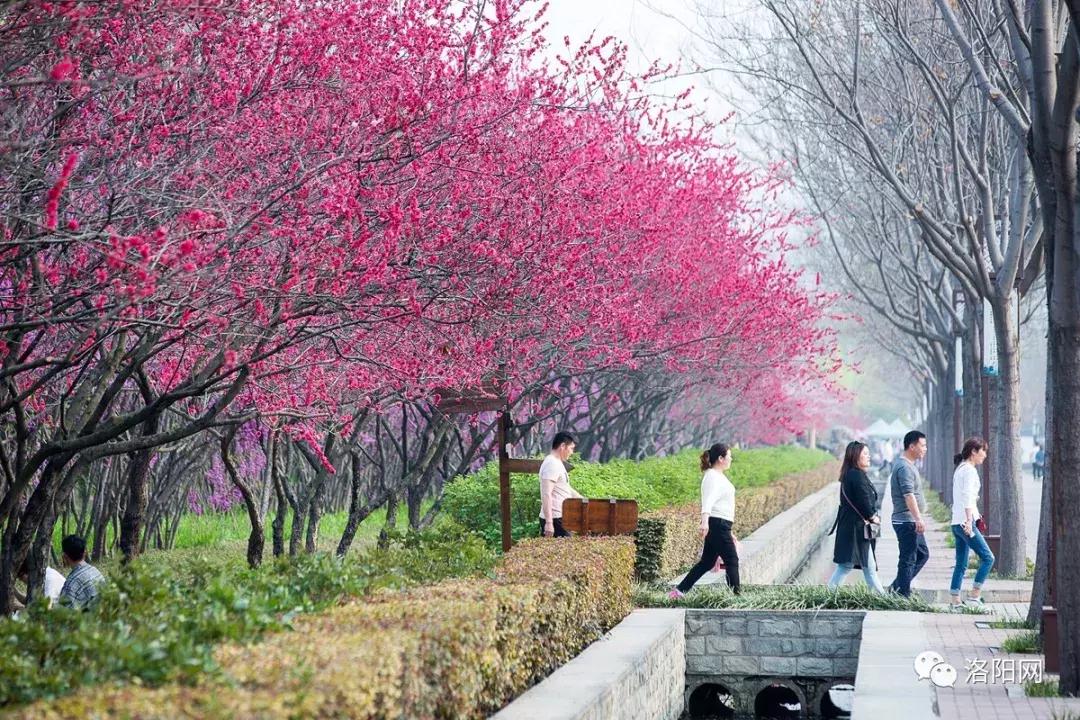 洛阳牡丹花会邀请,洛阳邀请全世界人民看牡丹