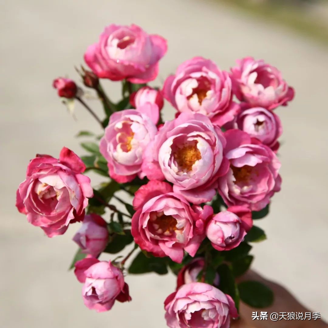 4月最浪漫的一次花开，是171个低价月季小苗带来的巅峰时刻！