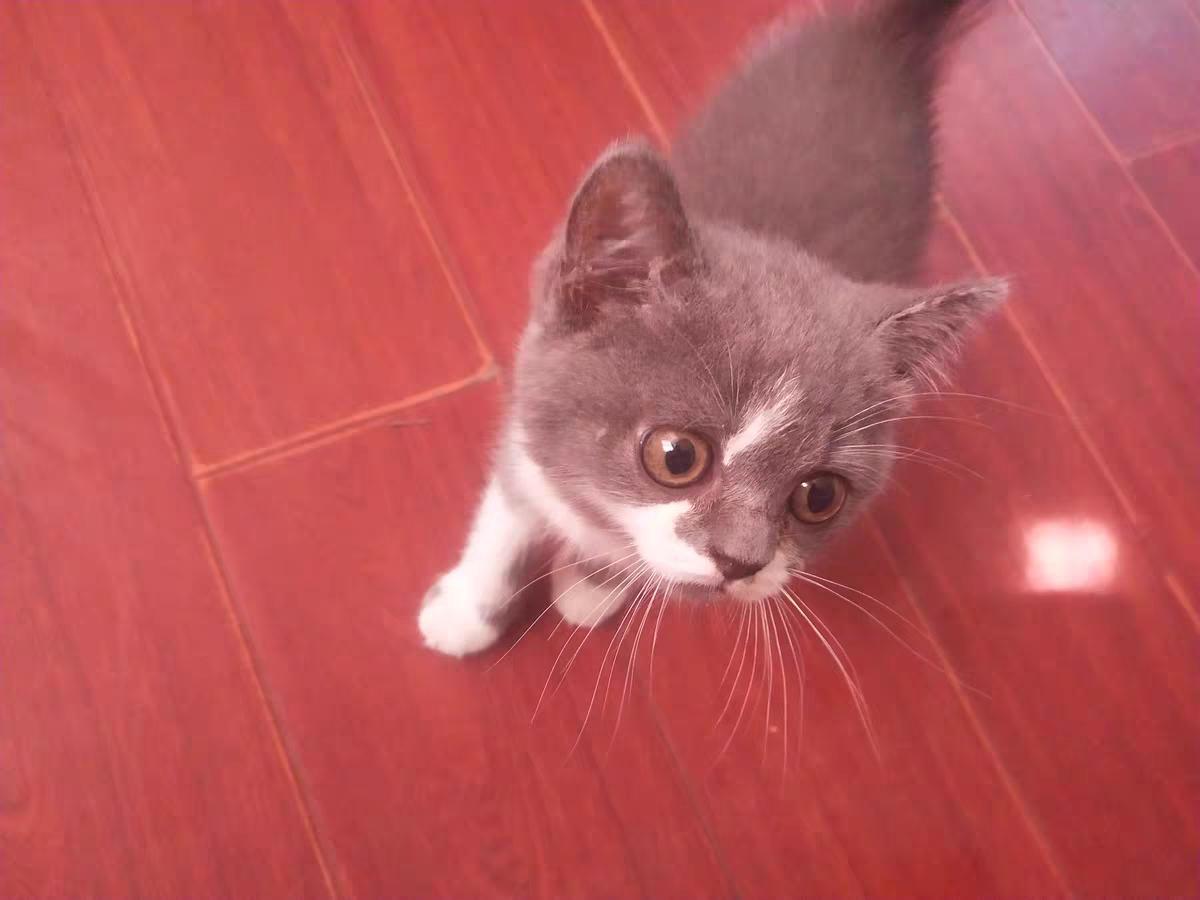 三个月猫咪吃什么牌子猫粮,猫咪的粮食什么牌子好