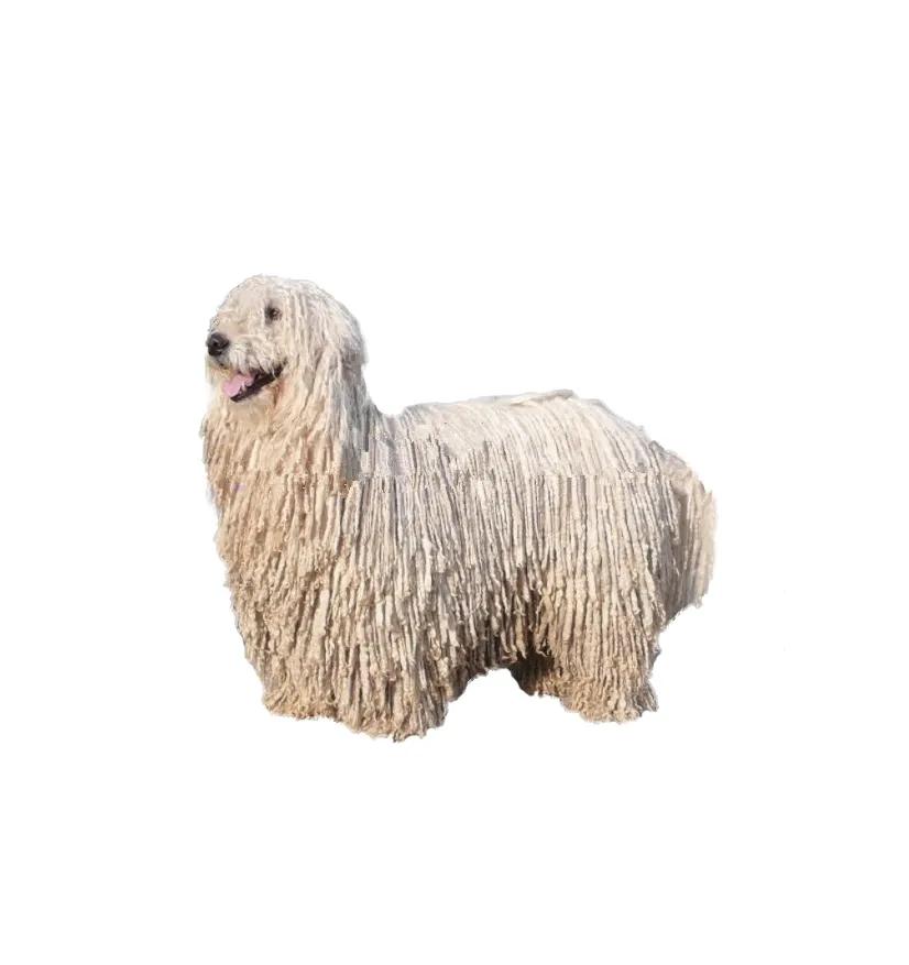 滨州48种烈性犬标准,滨州烈性犬最新规定