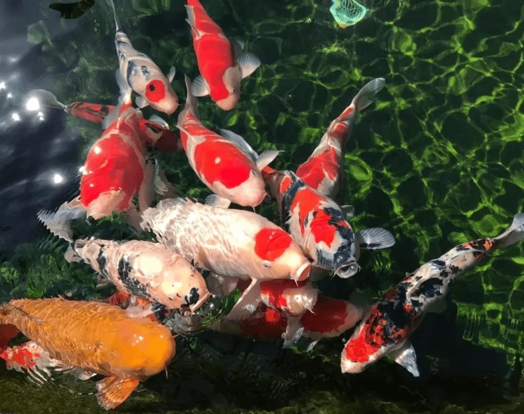 锦鲤鱼池下过滤池底粪便如何清除,锦鲤鱼池过滤系统十大注意事项