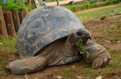 世界上最大的龟将近2000斤,世界上最大的体型的龟