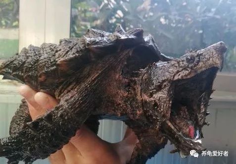 大鳄龟放阳台养还是客厅好,大鳄龟用黑色还是白色环境养