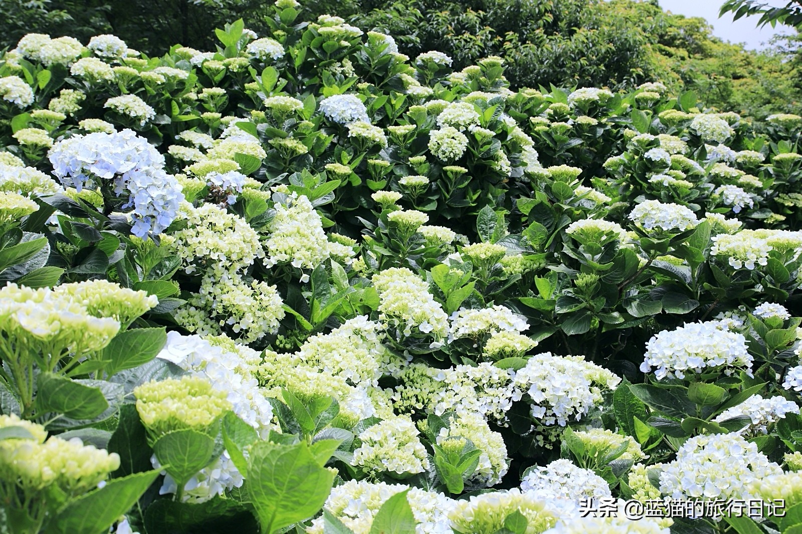 520最浪漫的旅游地,520浪漫出游地