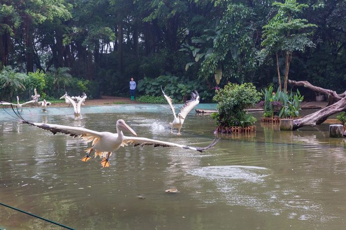 长隆飞鸟乐园湿地精灵,长隆飞鸟公园一日游攻略
