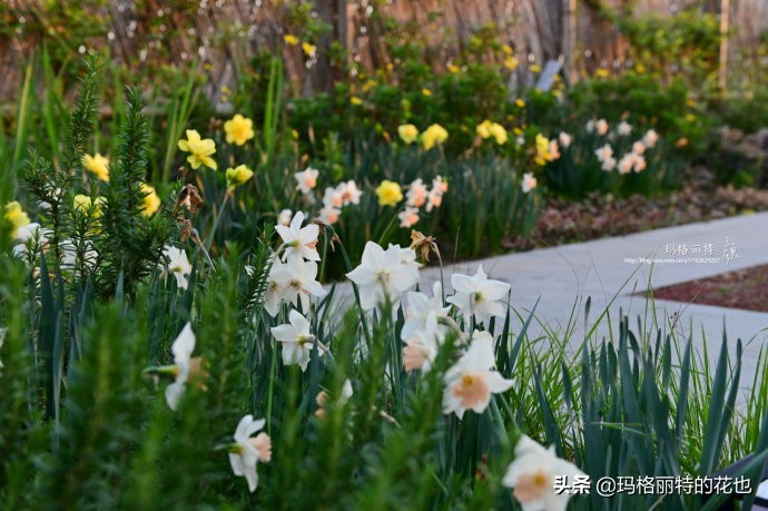 上海洋水仙,上海璞素上居民宿抖音团购