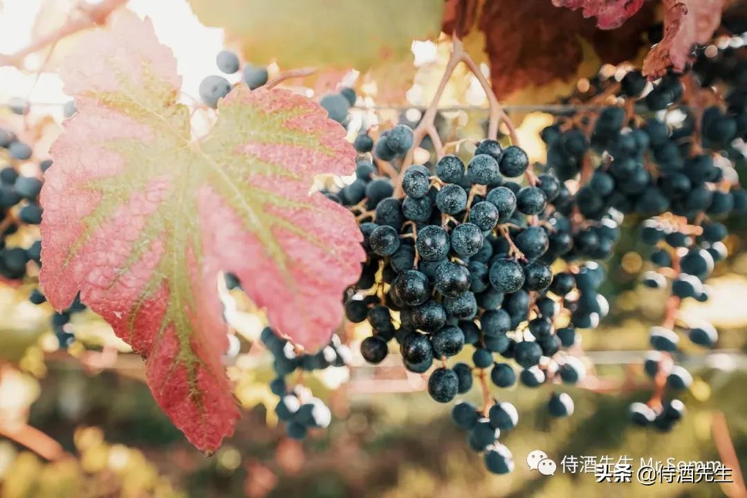 入门甜葡萄酒,你以为的葡萄酒