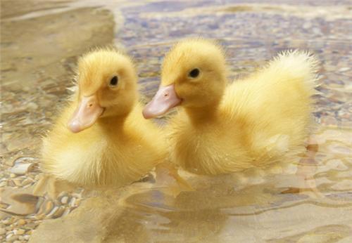 小鸭子游啊游啊游上了岸,小鸭子游啊游公益广告