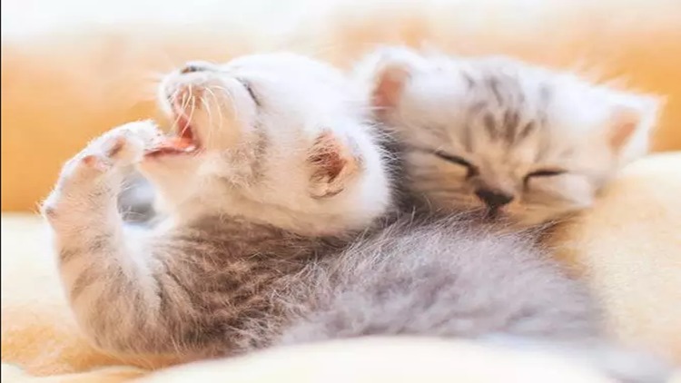 猫咪生病了用什么草药,猫咪提高免疫力药品