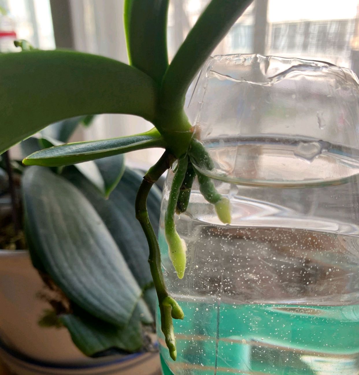 烂根的蝴蝶兰有哪些水培生根技巧？重点在根系保湿方法