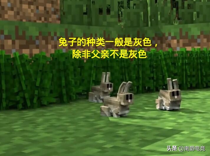 我的世界沙漠的兔子可以被驯服吗,兔子的冷知识之我的世界