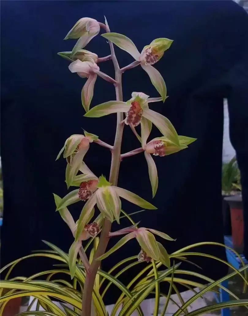 随州蕙兰的好兰花特点图片,随州兰花紫秀寒兰