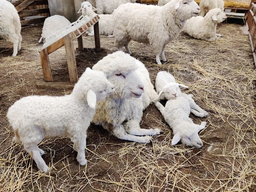 skp南馆和北馆优点和缺点,逛skp要花多少钱