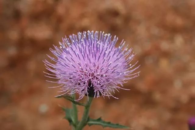 周明华诗词,周明华诗歌四首