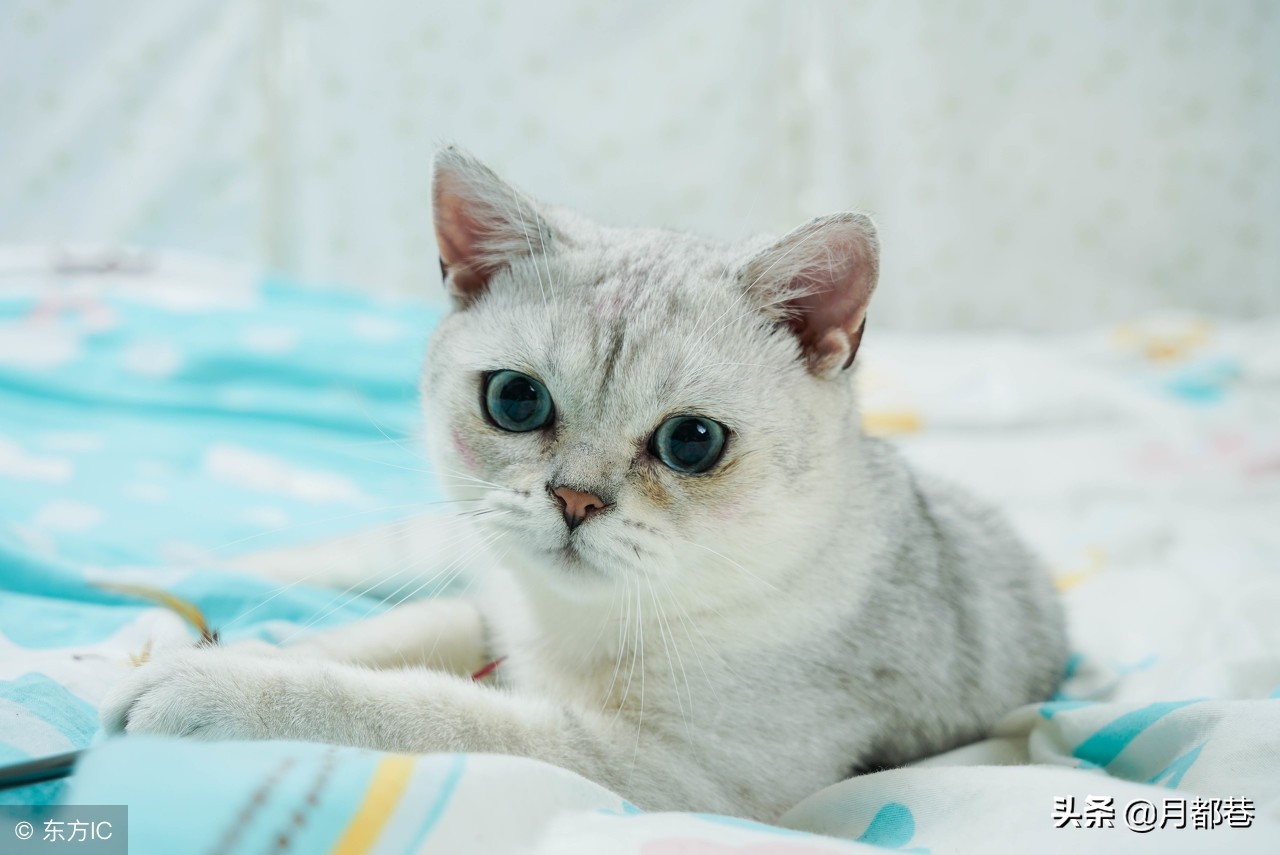 英短金渐层如何挑选,英短银渐层怎么养性格才温顺