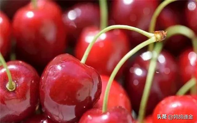 大棚樱桃栽培技术与管理方法,大棚樱桃种植管理技术详解