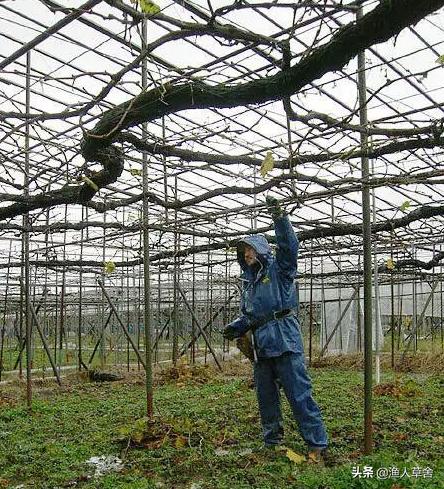 葡萄精细化管理,葡萄产业发展的问题及对策