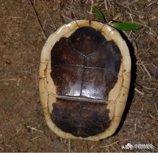 保护“断板龟”，绿会收到河南罗山志愿者中华保护地建设申请