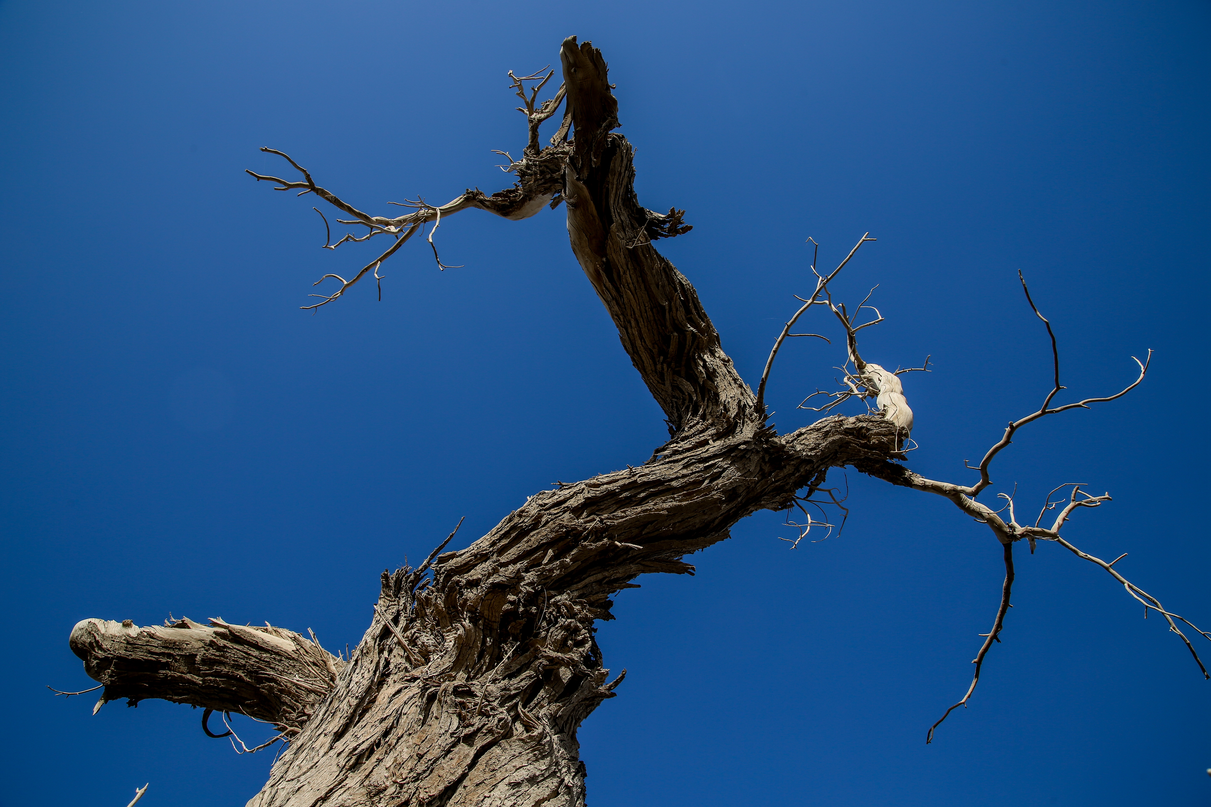 新疆南疆的胡杨,新疆沙雅胡杨林