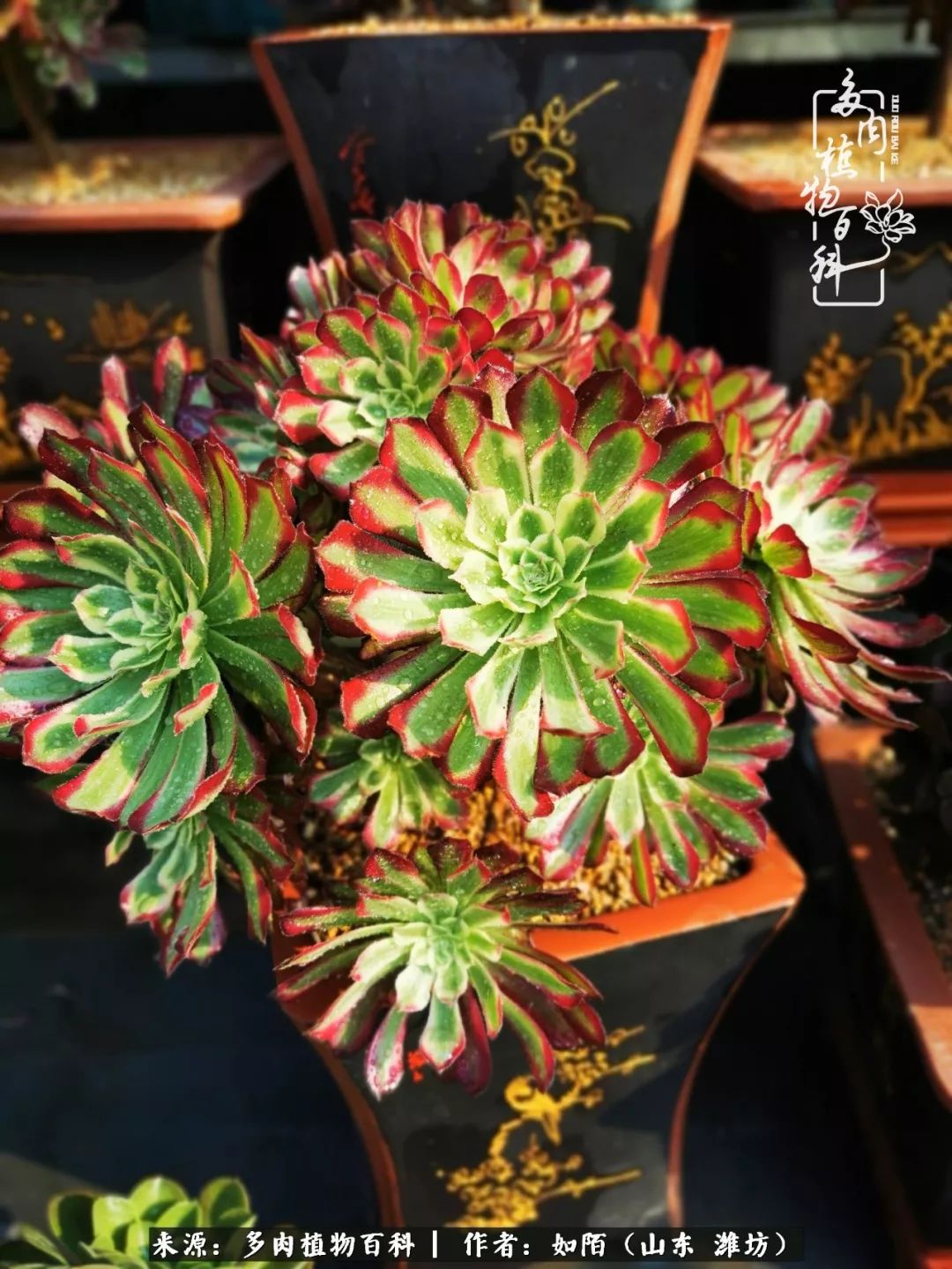 凤凰涅槃，浴火重生！多肉法师圣斗士们的秋天！（附养护经验）