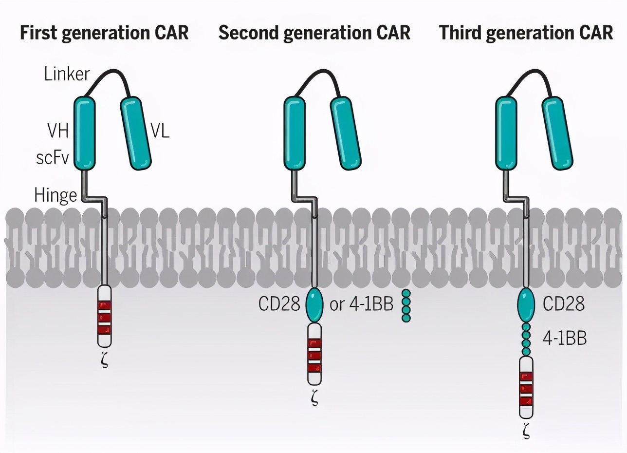 car-t细胞免疫疗法前景如何,car-t细胞免疫疗法临床试验招募