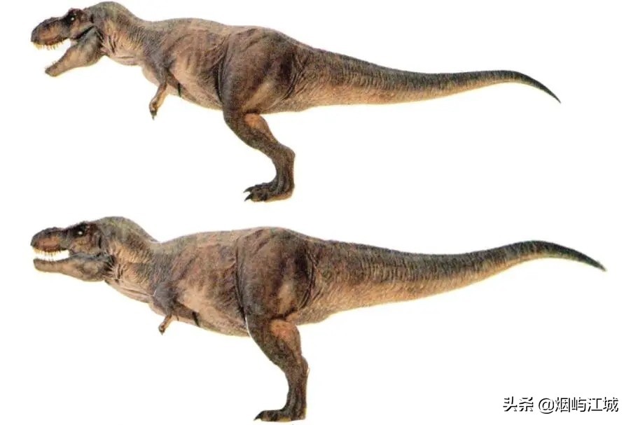 暴龙的形态,暴龙的不同形态