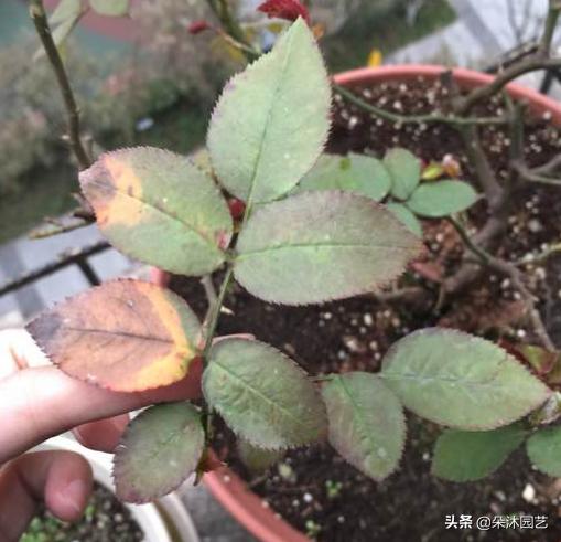 对付月季最常见的叶枯病，教你两招！