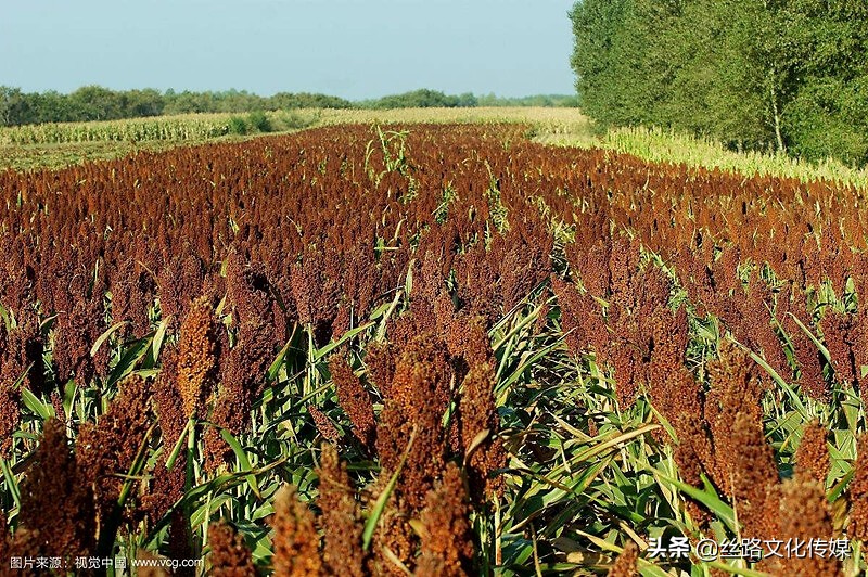 封藏原浆,泸康封藏原浆两瓶