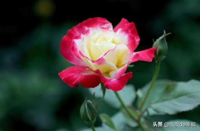 最值得种的几款阳台月季推荐,十种最适合阳台的月季