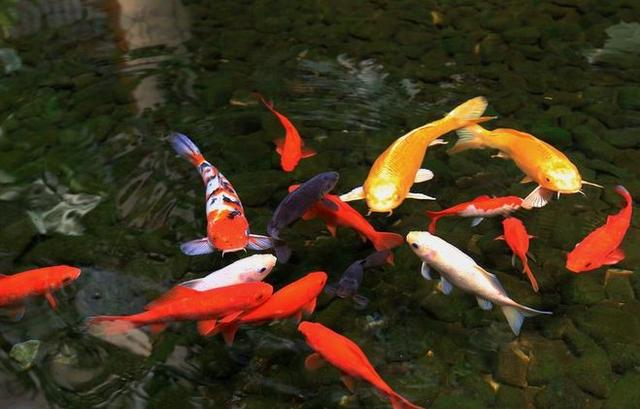 养鱼这么多年，是否还在为流量扬程排气量等困扰？