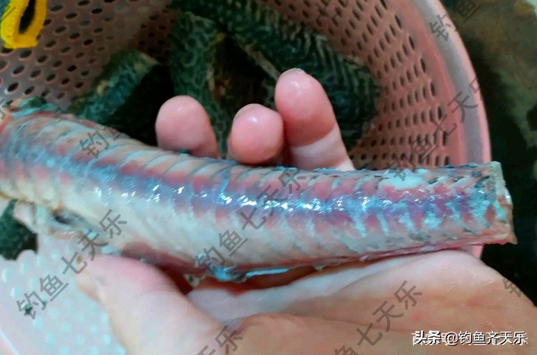 九龙水库钓鱼事件死亡,清道夫鱼在两广泛滥成灾