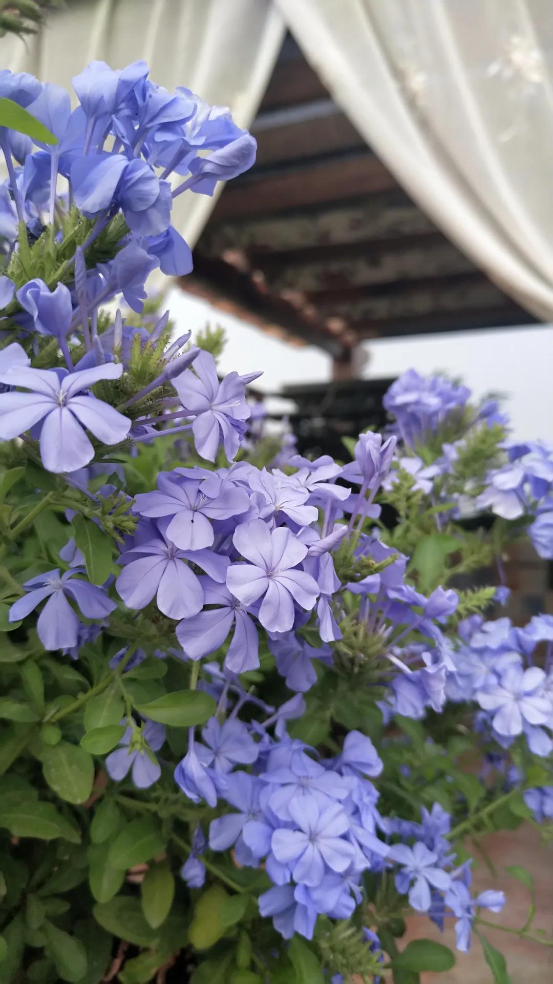 “雪”花那个PiaoPiao，这个世界真好