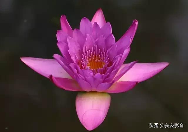 江南可采莲莲叶何田田全诗讲解,有关莲的古诗词大全