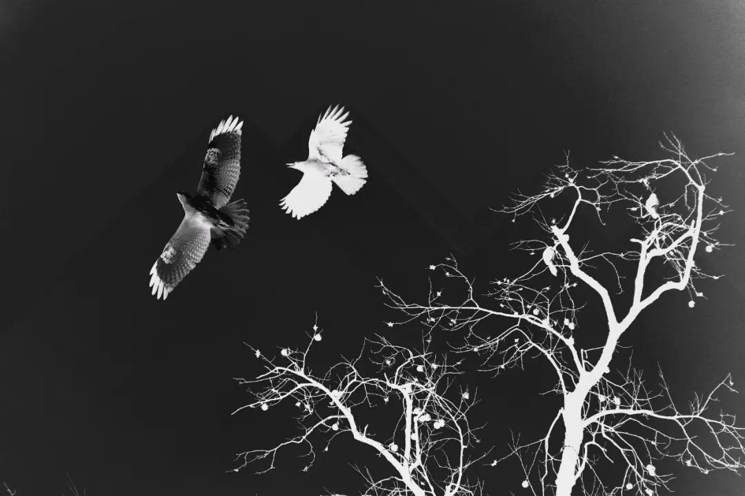 香港第14届全国摄影艺术展,第29届全国摄影艺术展览获奖名单