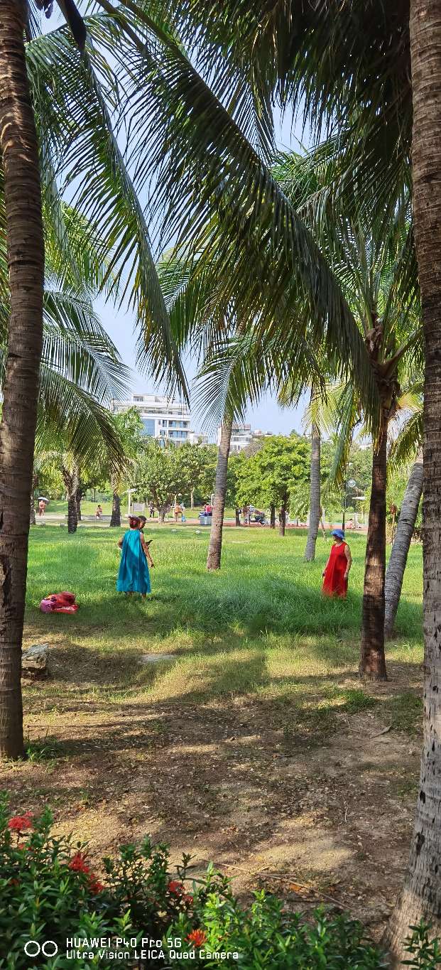 三亚地标性建筑美丽之冠大松树,三亚美丽之冠