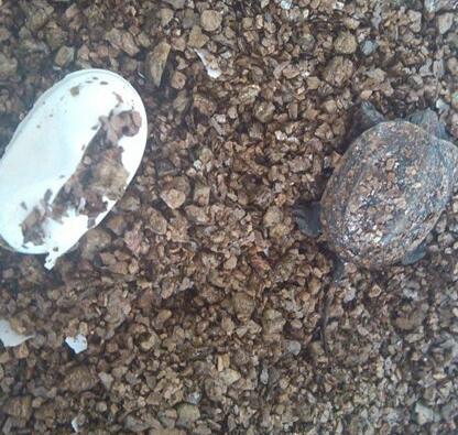 乌龟是怎么繁殖和养育后代的,刚破壳的小乌龟怎样分雌雄