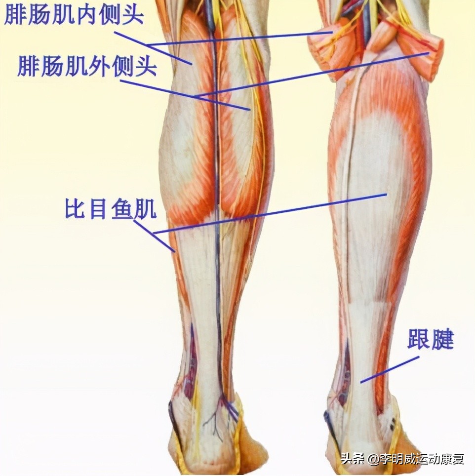 小腿太粗怎么办筷子腿,小腿太粗怎么办小学生