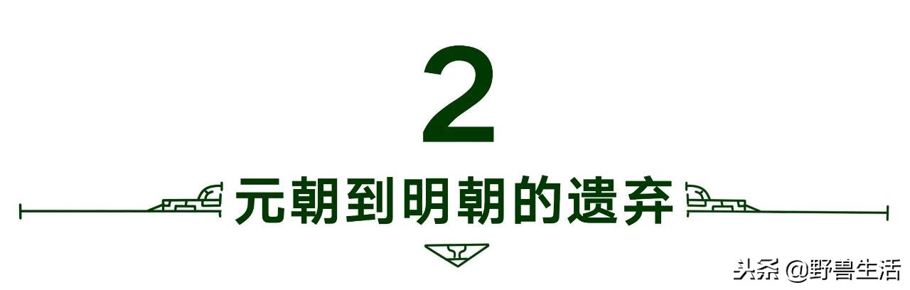 养胃抗衰老刮油的茶,喝这个茶竟能抗衰老