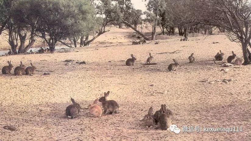 杀死兔子的方法,杀死兔子有什么后果