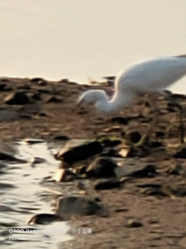 这种鸟很像纤纤美丽的女子，即使梦到了都代表着是吉祥的好事情