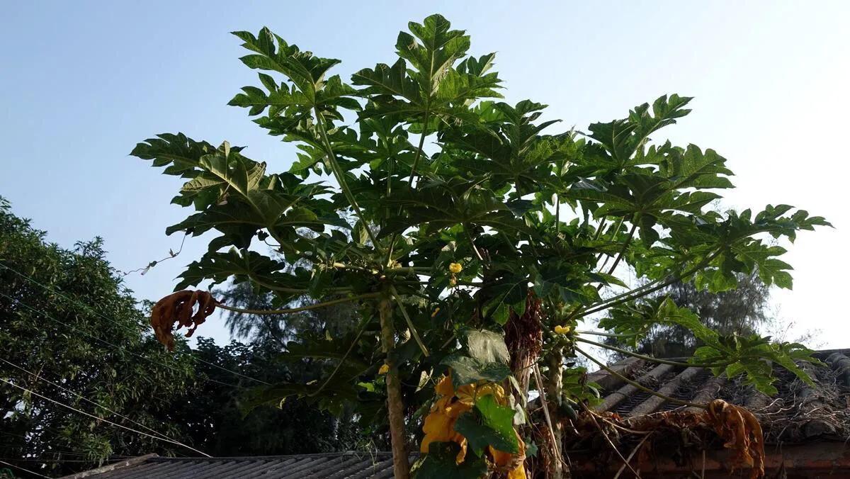 侨港边上的大、小老虎村，房租很低但住的人却很少，如今面临改造