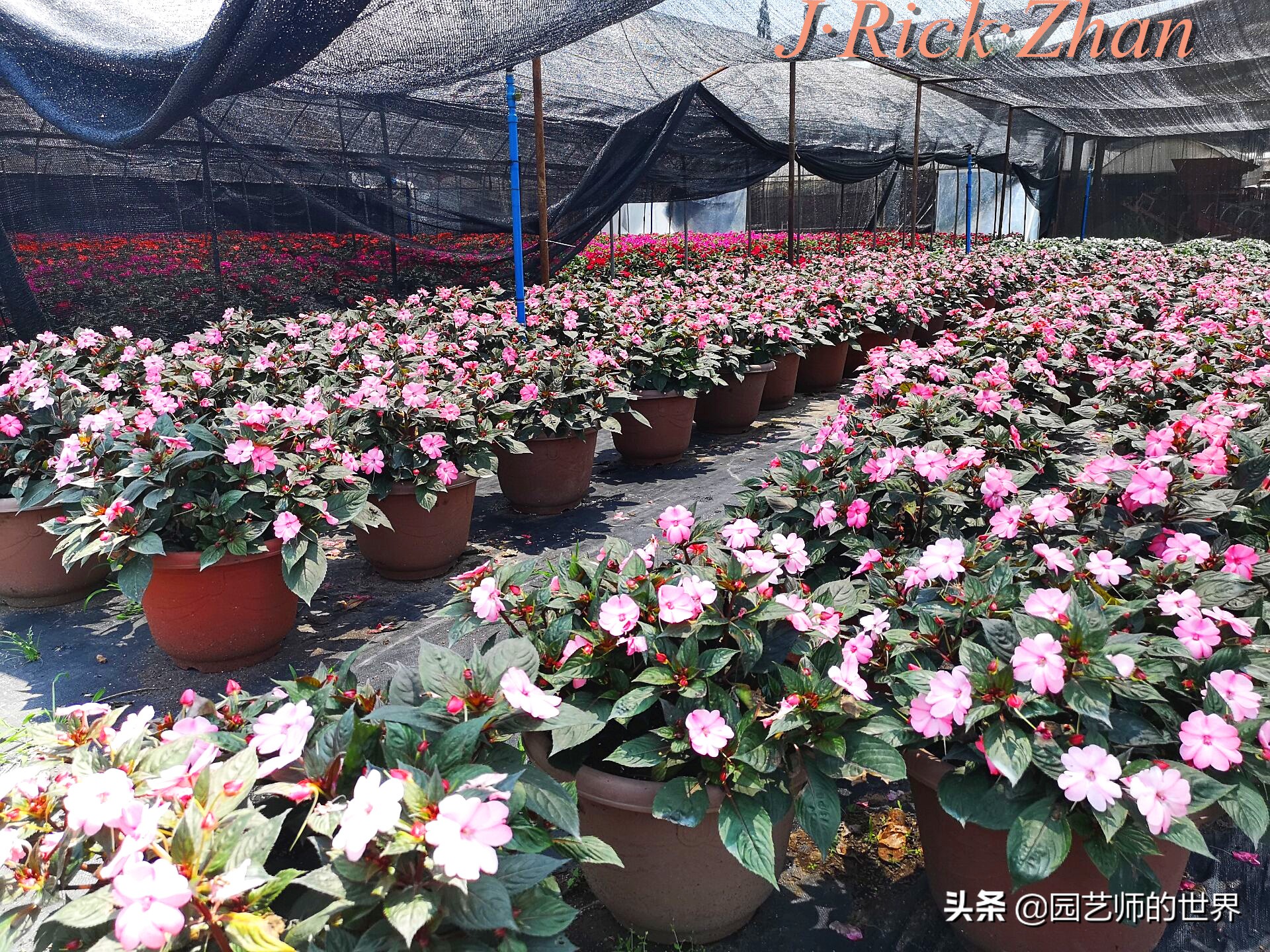 值得参观的国内优秀花园之品鉴（上篇）