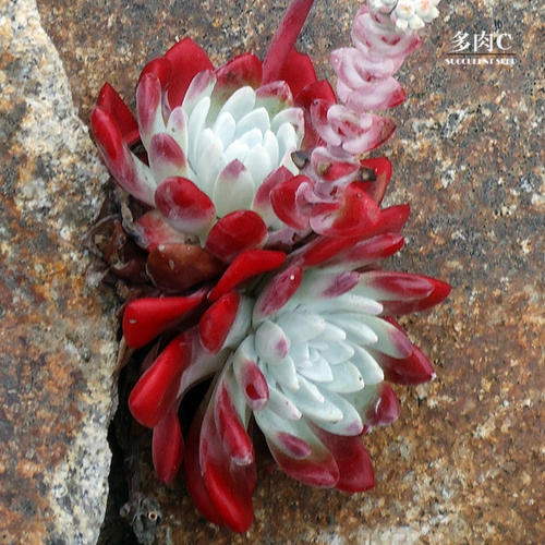 1000种多肉植物图鉴大全大图,景天科1000种多肉植物图鉴