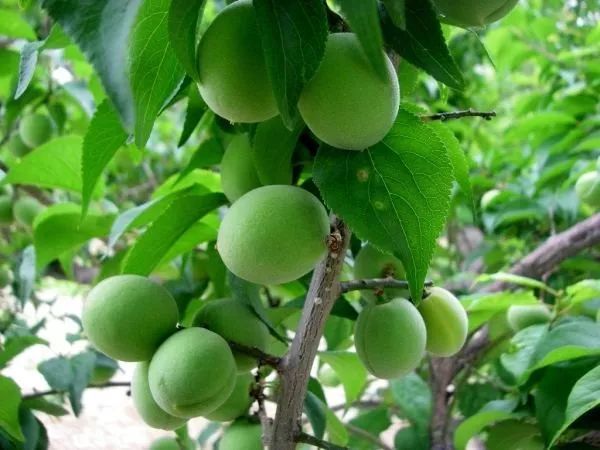 沙漠大干皮适合的身体乳,干皮身体乳秋冬推荐