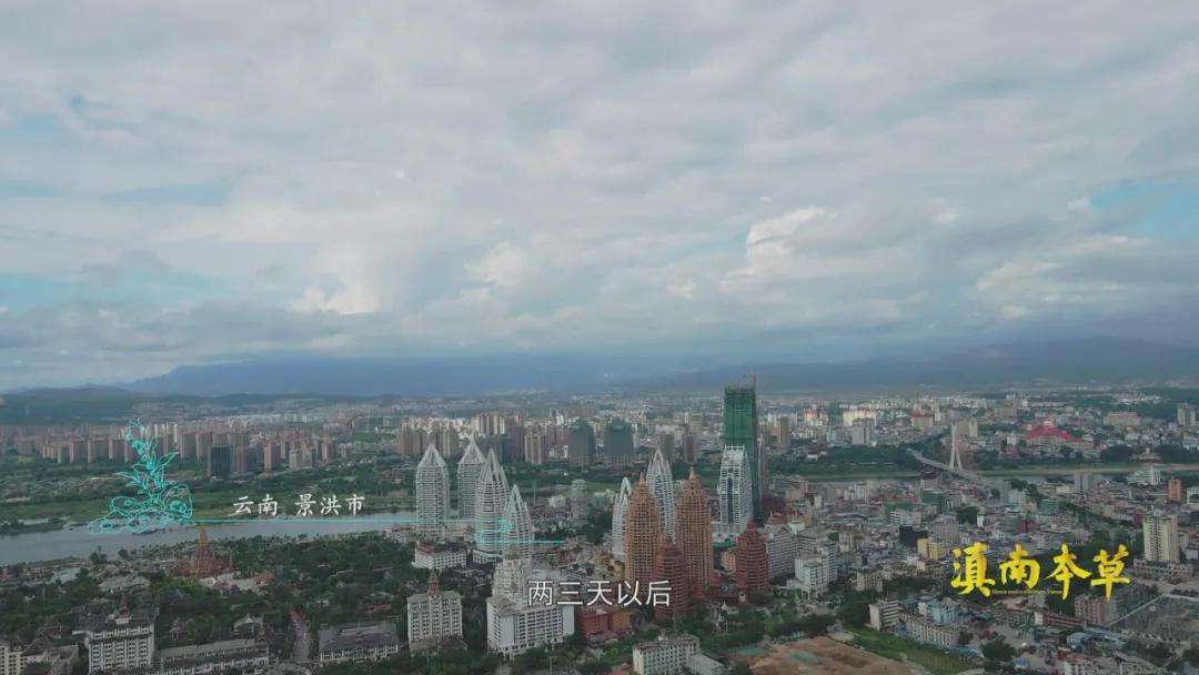 边睡觉边治疗、深山里的龙血树、形态各异的石斛，在这种独特的傣医药文化里还有更多的秘密