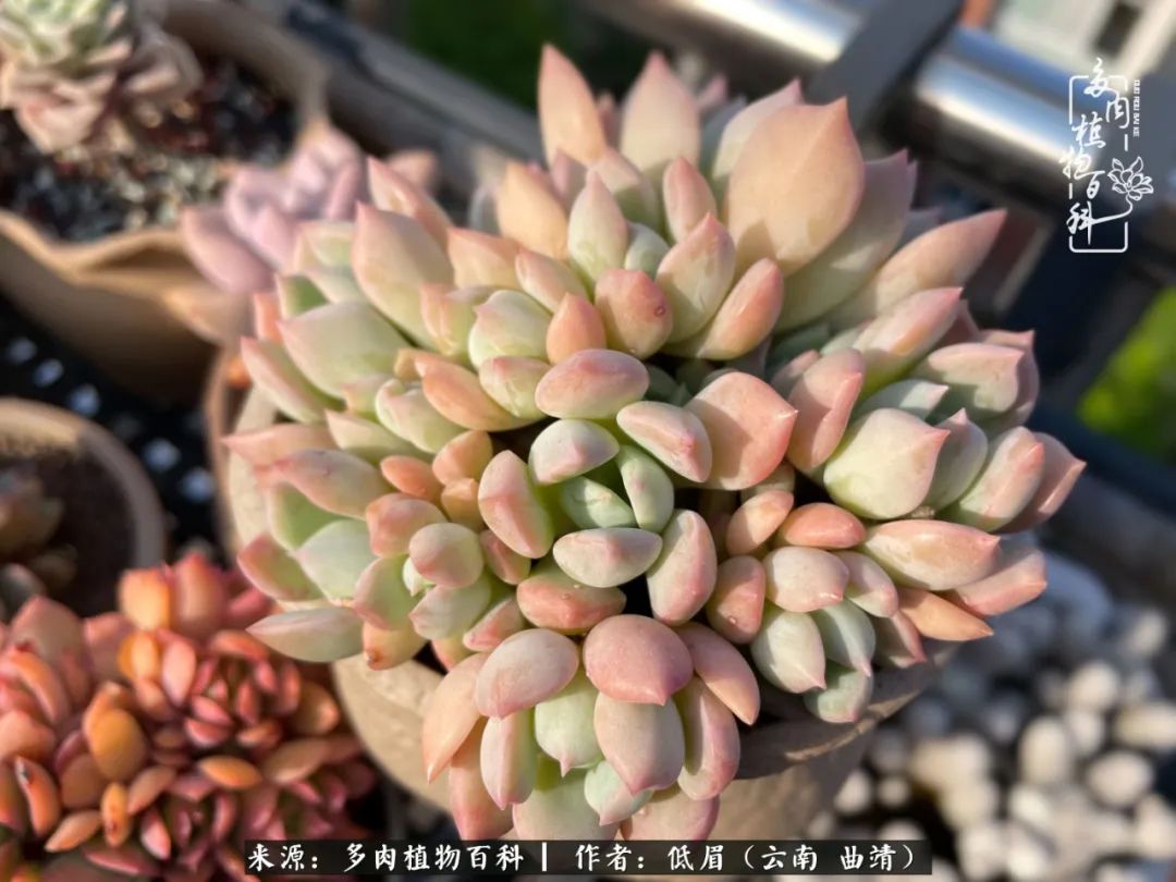 多肉植物百科如何投稿,感谢多肉植物百科的陪伴