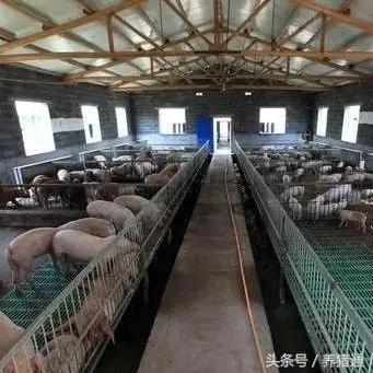 猪打针不吃怎么办,猪不吃料打针没效果