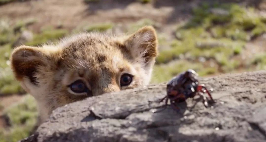 狮子王真实中文版,狮子王现实版