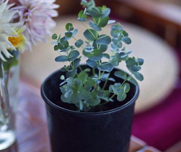 尤加利开花是什么时候,最适合盆栽的尤加利品种